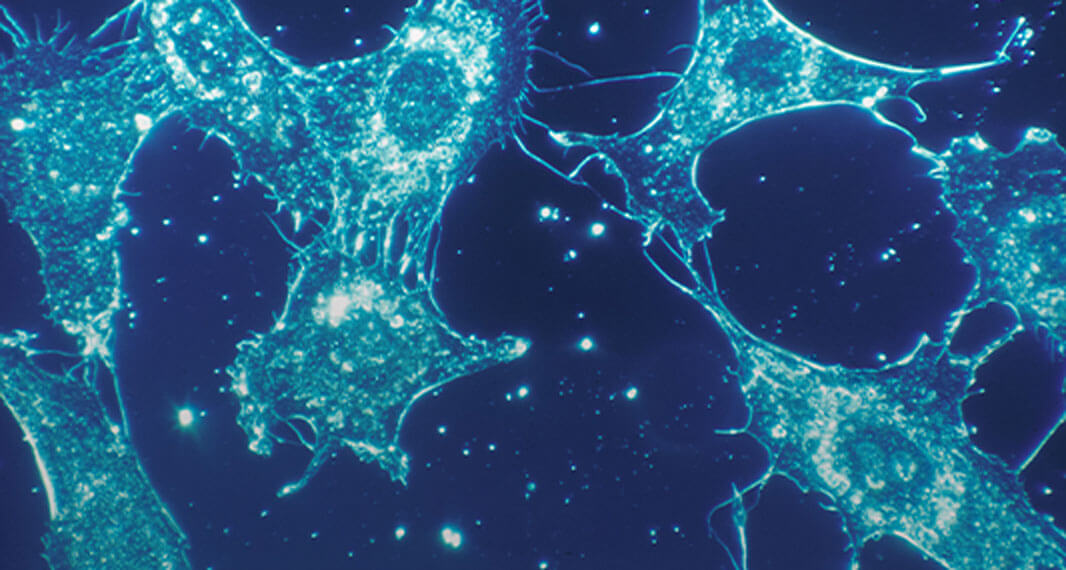 publication 1 image